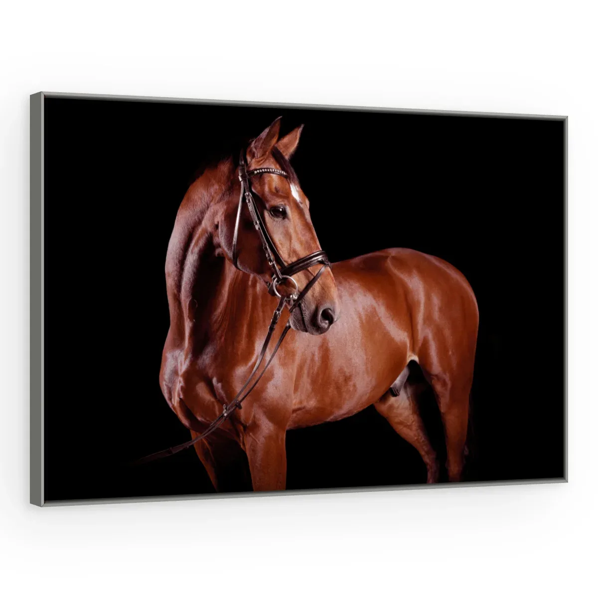 Quadro Decorativo Canvas Cavalo Alazão - CA0026