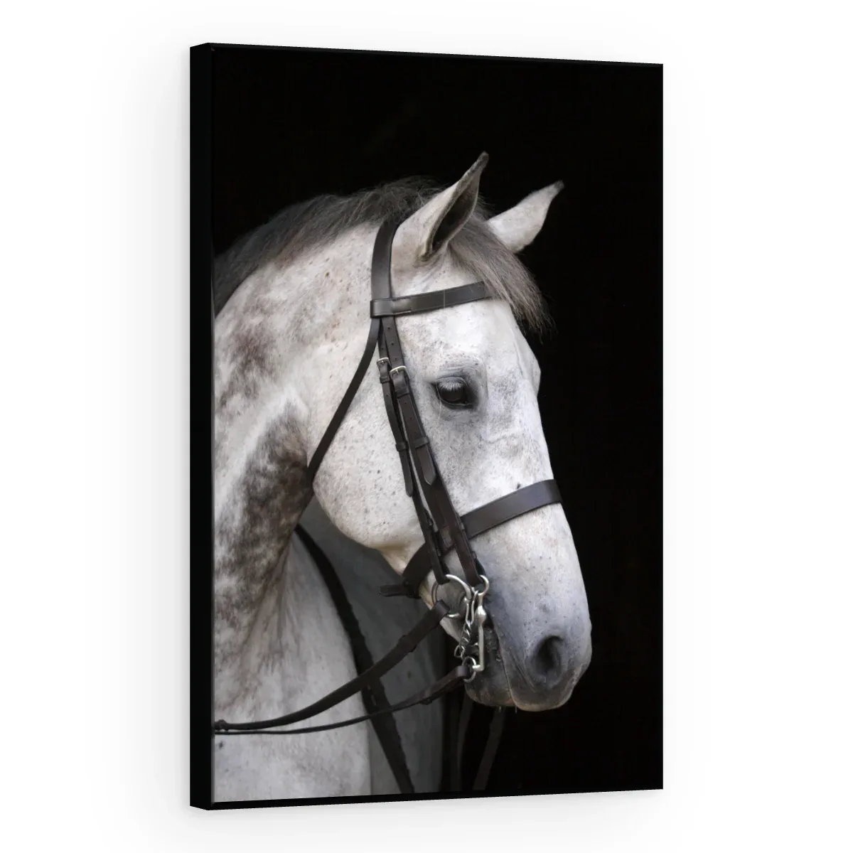 Quadro Decorativo Canvas Cavalo Tordilho - CA0029