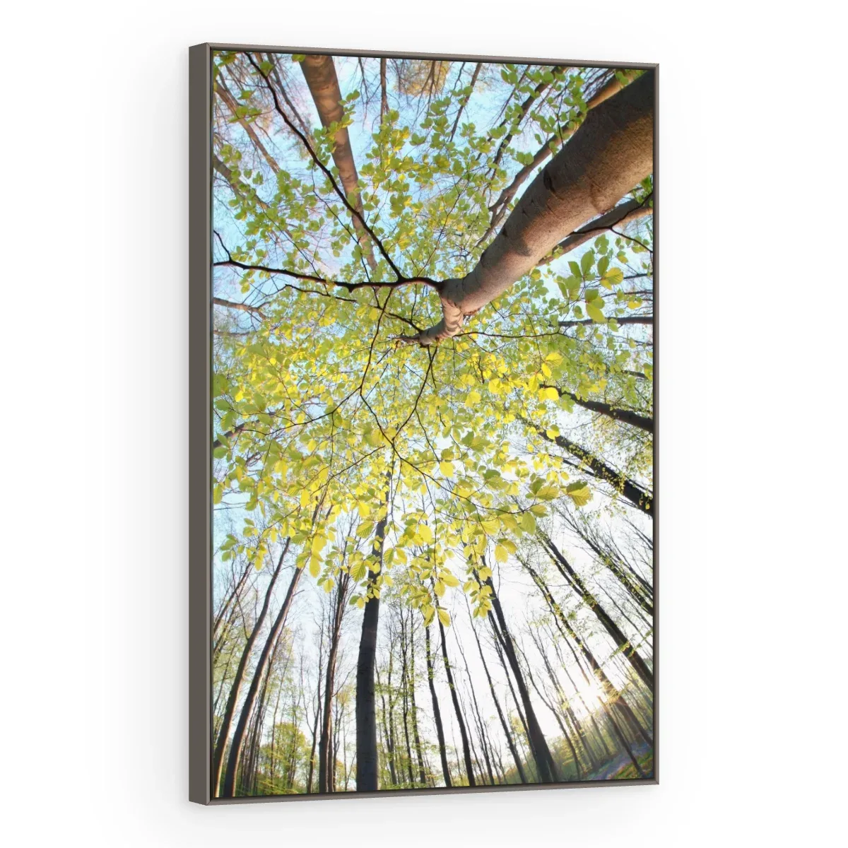Quadro Decorativo Canvas Copa Primaveril - AF0001