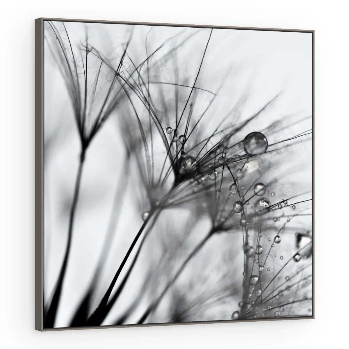 Quadro Decorativo Canvas Sementes Orvalhadas - AF0003