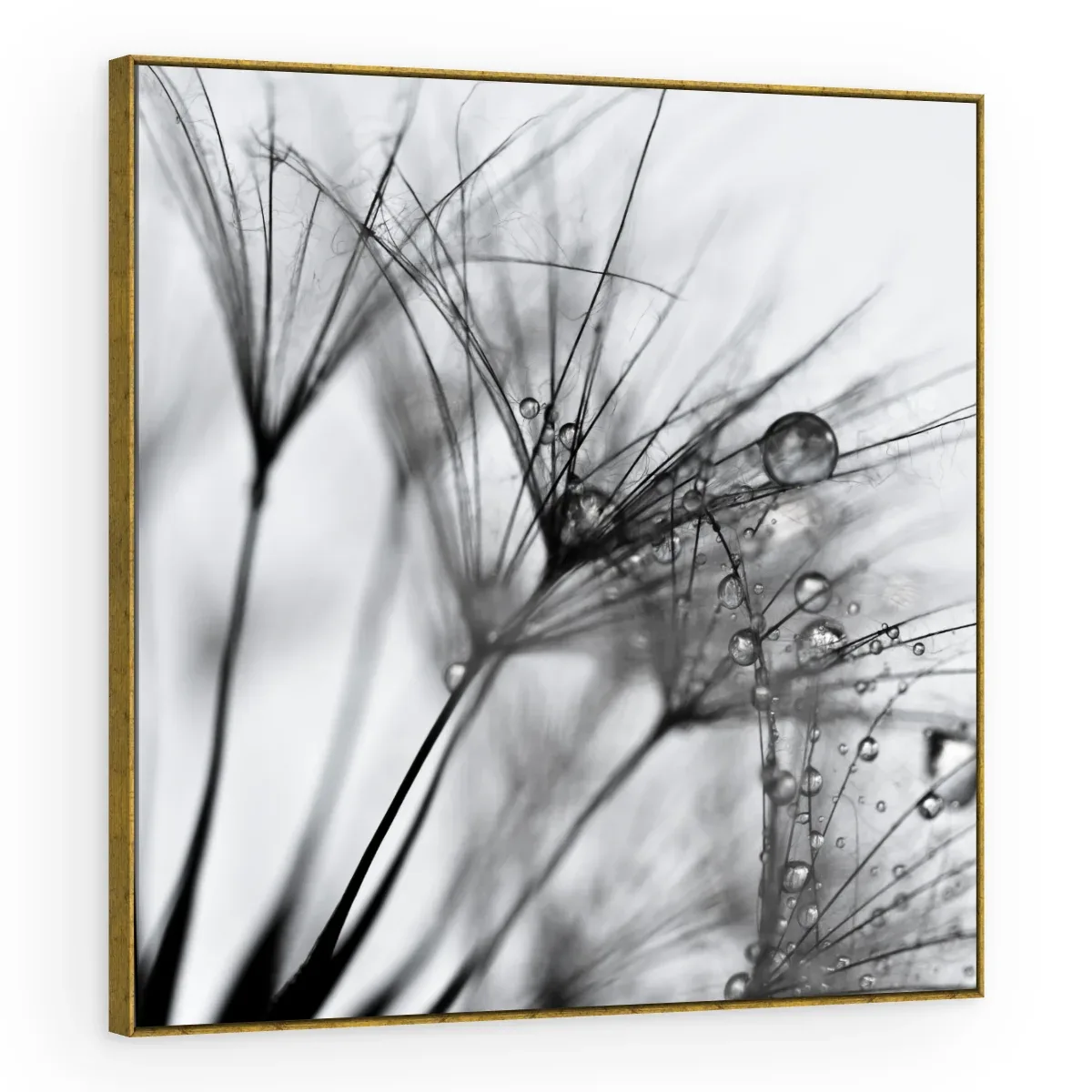 Quadro Decorativo Canvas Sementes Orvalhadas - AF0003