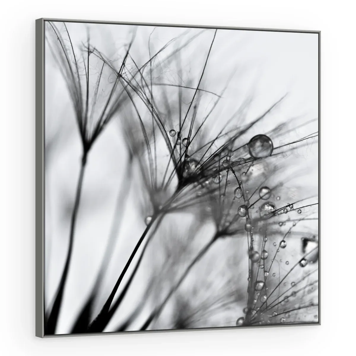Quadro Decorativo Canvas Sementes Orvalhadas - AF0003