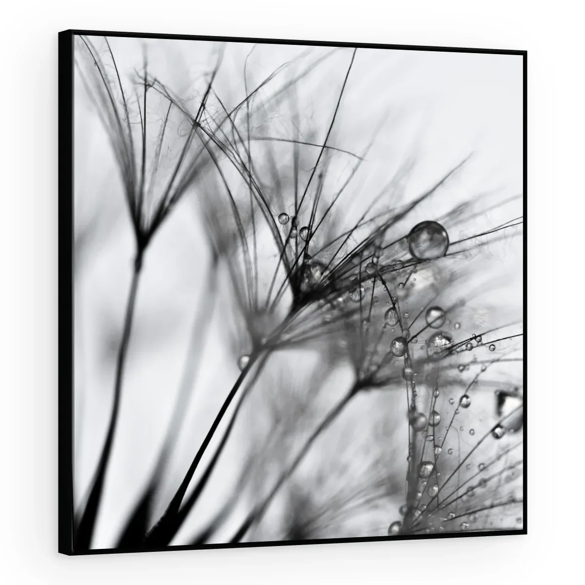 Quadro Decorativo Canvas Sementes Orvalhadas - AF0003