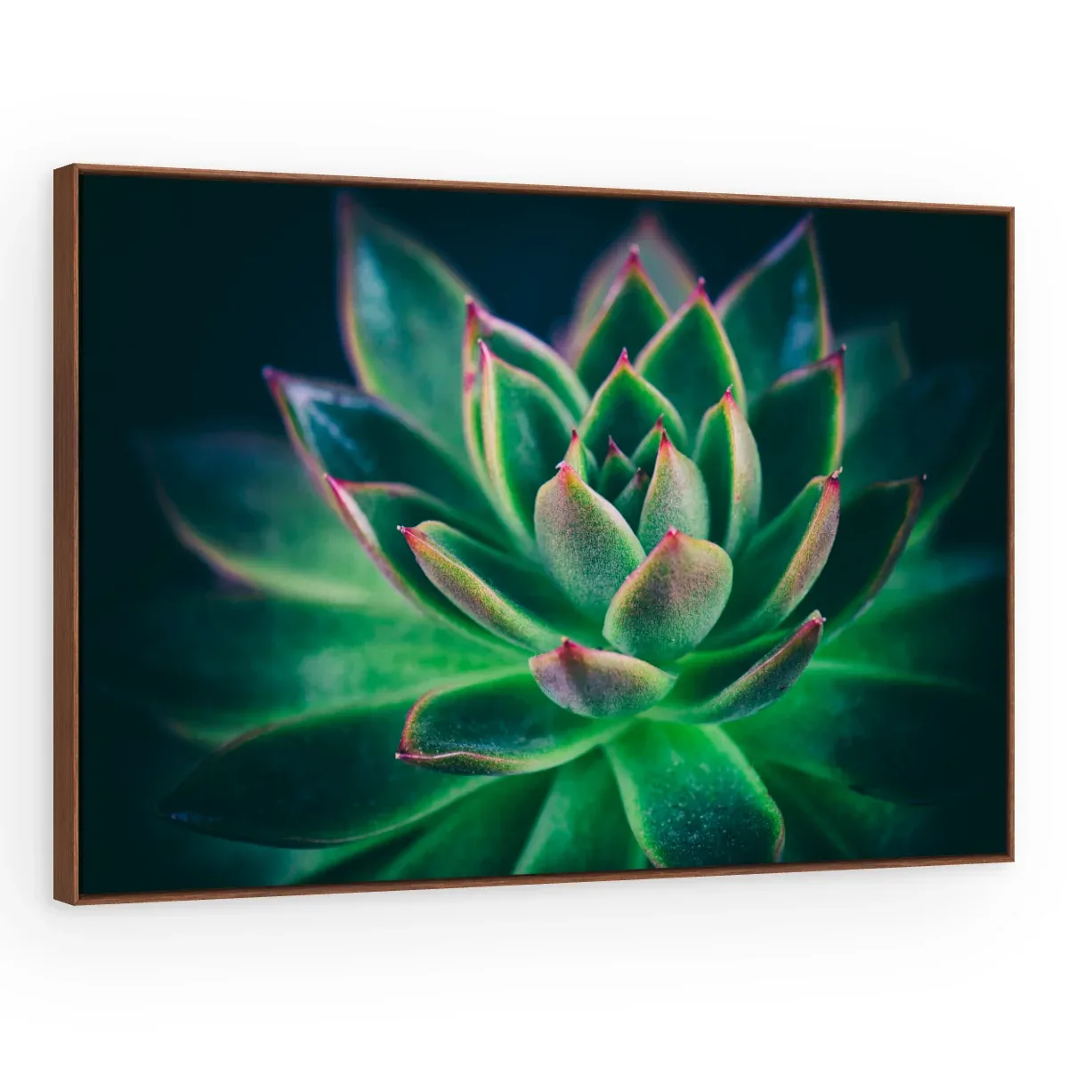 Quadro Decorativo Canvas Suculenta Esmeralda - AF0004