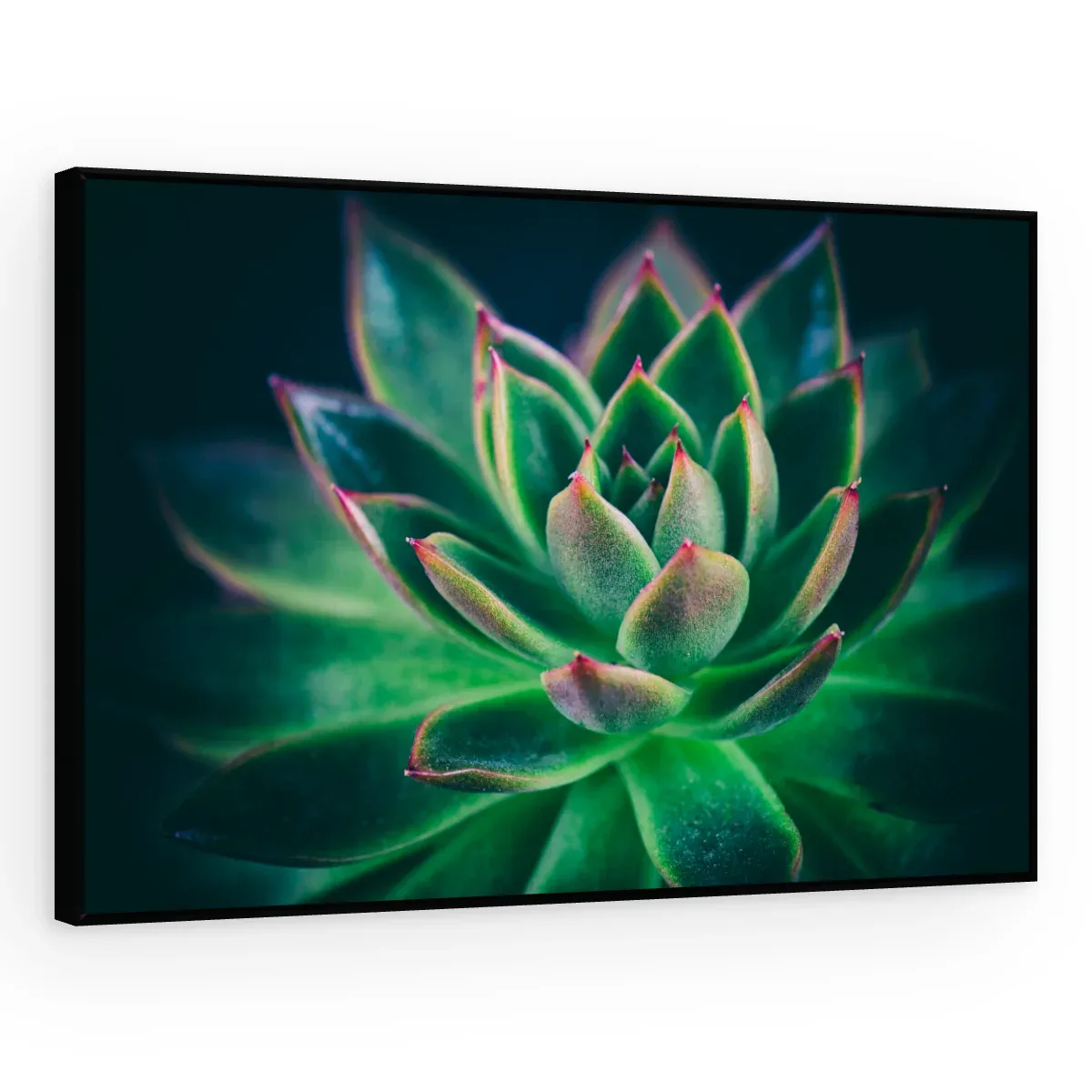 Quadro Decorativo Canvas Suculenta Esmeralda - AF0004