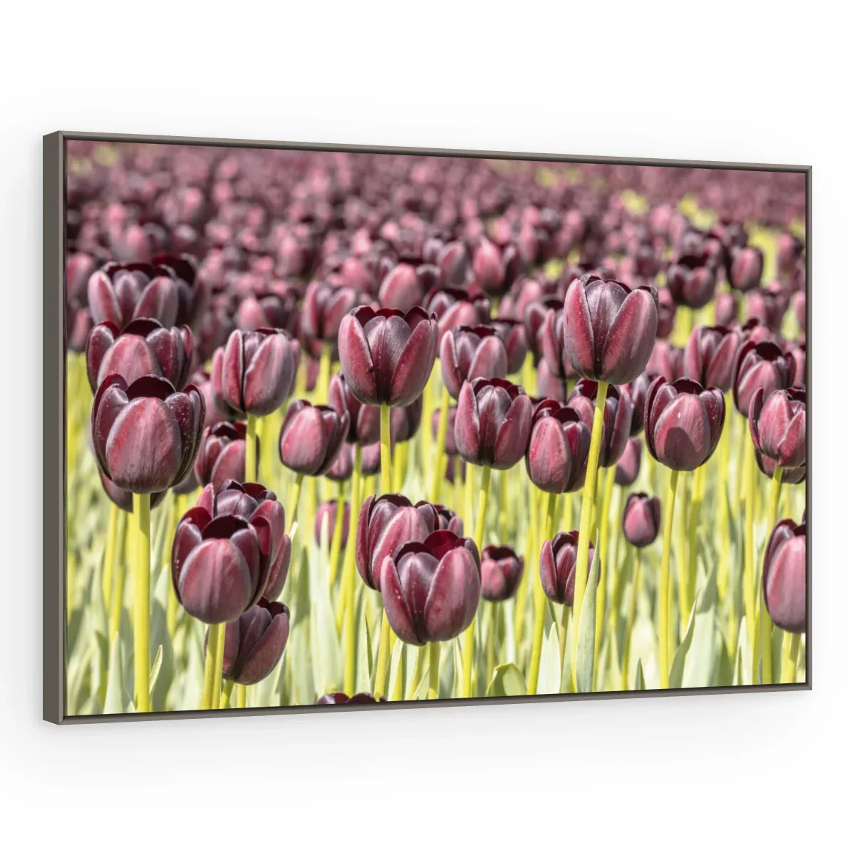 Quadro Decorativo Canvas Tulipas Púrpuras - AF0007