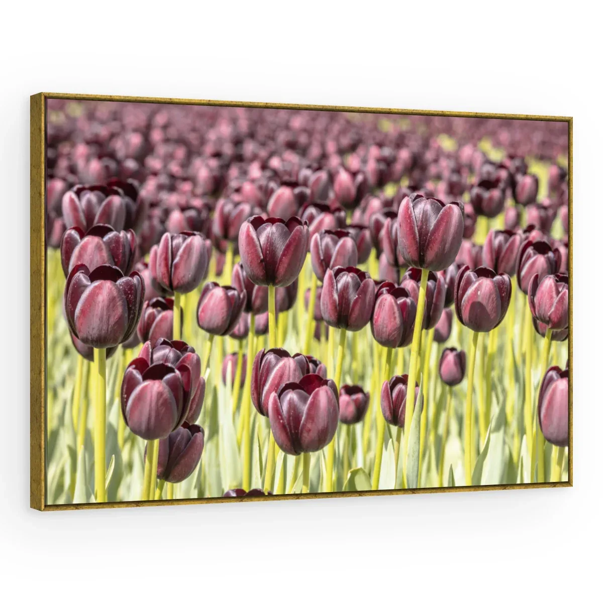 Quadro Decorativo Canvas Tulipas Púrpuras - AF0007