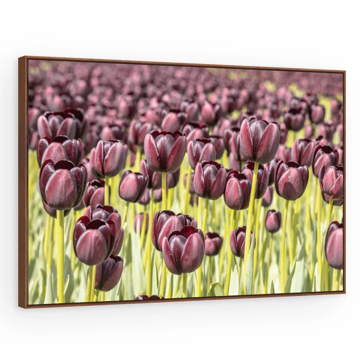 Quadro Decorativo Canvas Tulipas Púrpuras - AF0007
