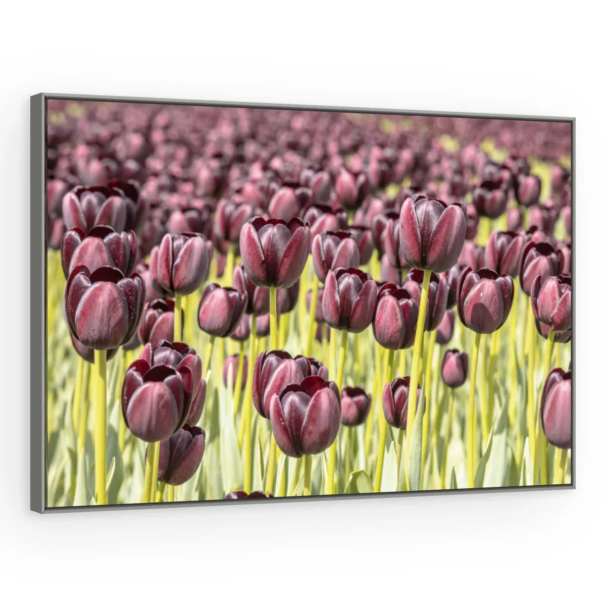 Quadro Decorativo Canvas Tulipas Púrpuras - AF0007