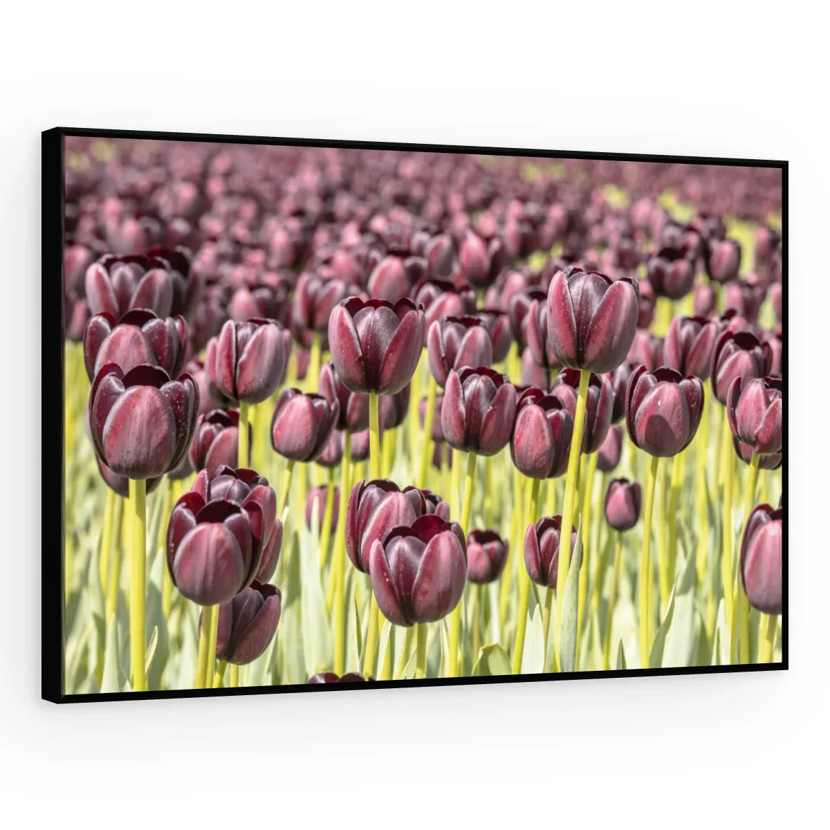 Quadro Decorativo Canvas Tulipas Púrpuras - AF0007