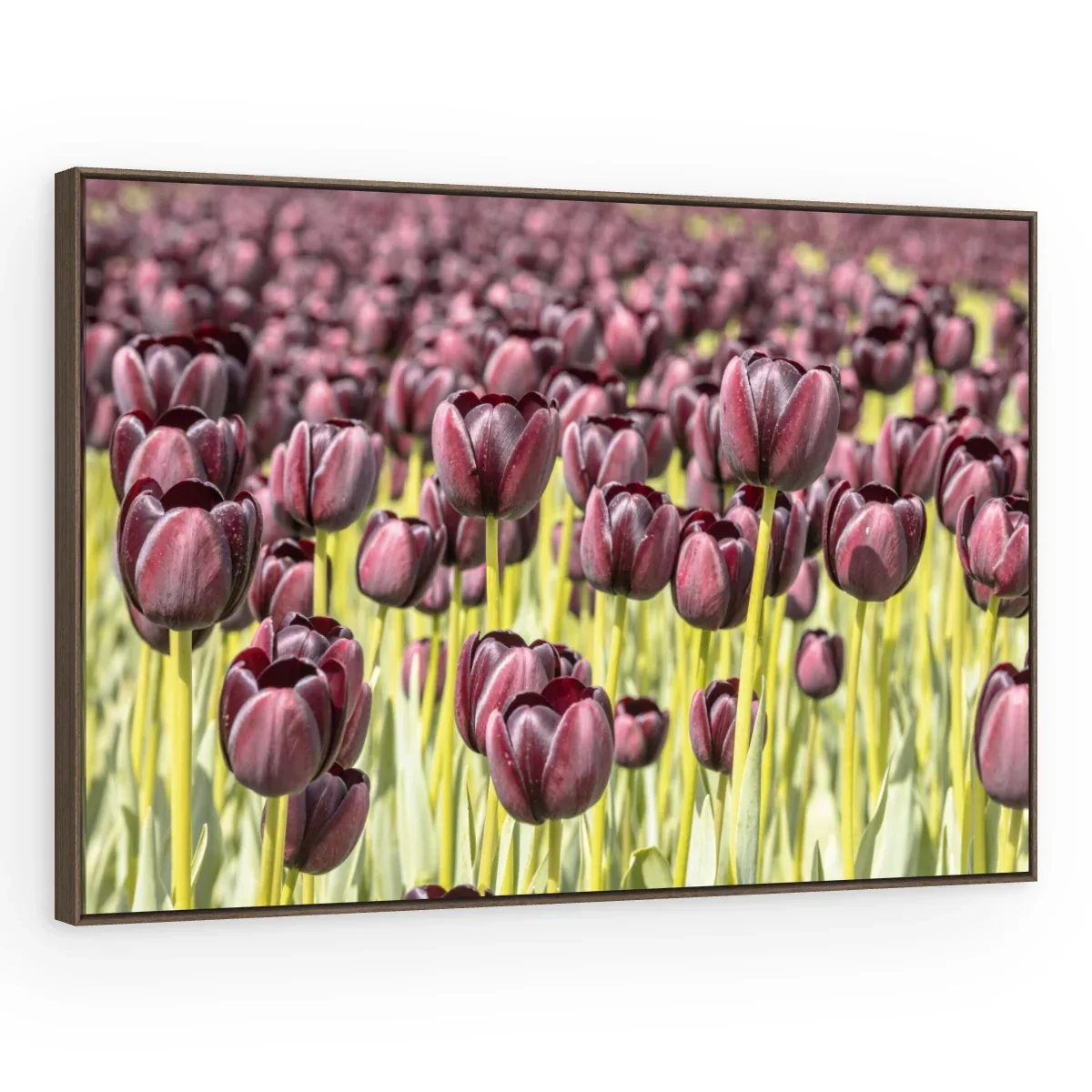 Quadro Decorativo Canvas Tulipas Púrpuras - AF0007
