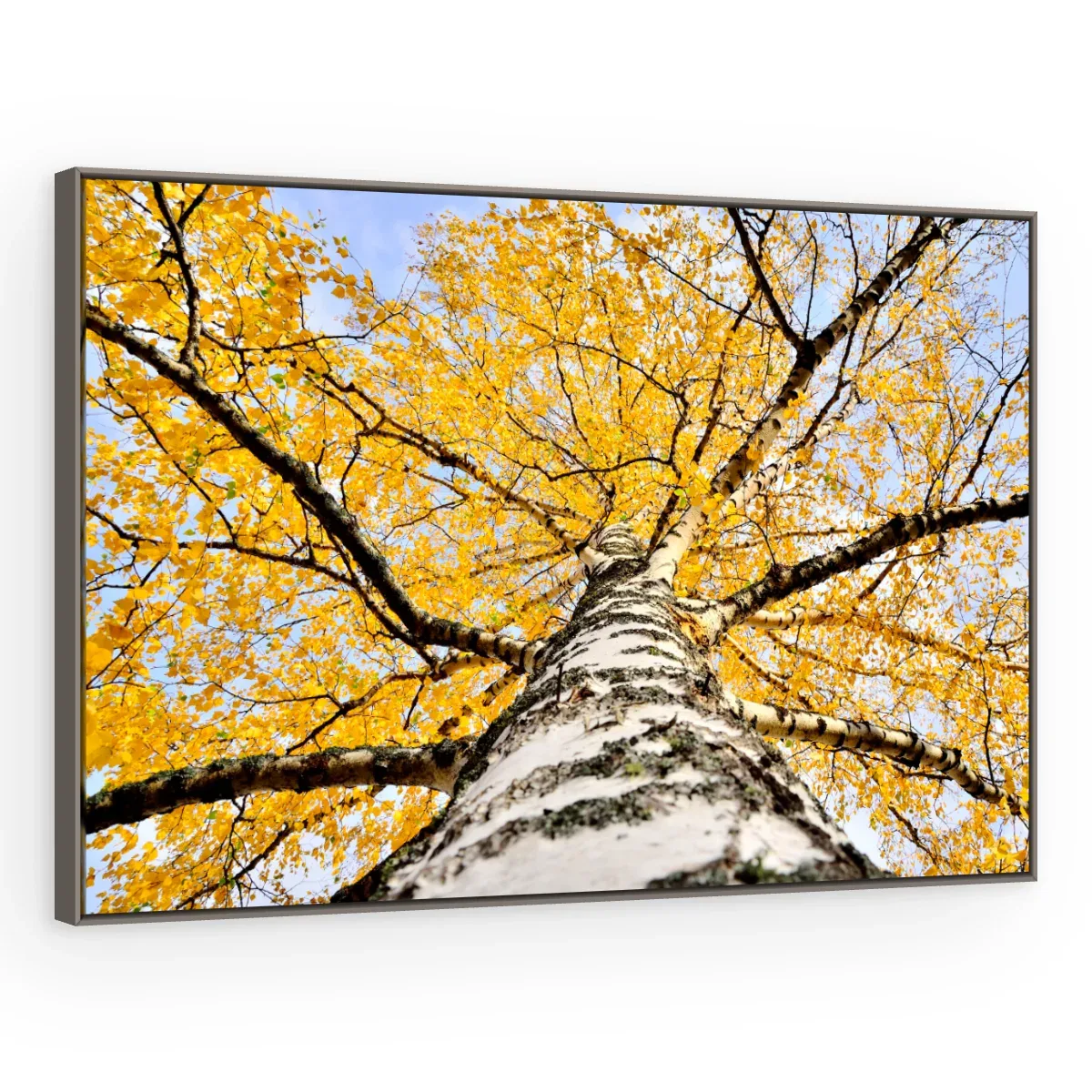 Quadro Decorativo Canvas Bétula Dourada - AF0011