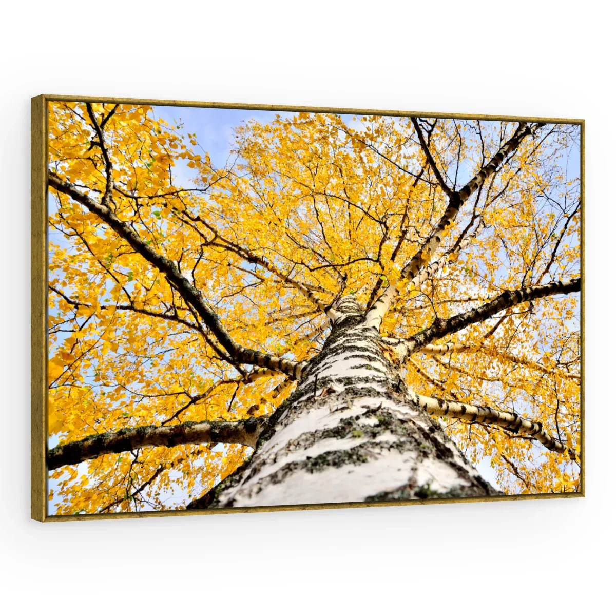 Quadro Decorativo Canvas Bétula Dourada - AF0011