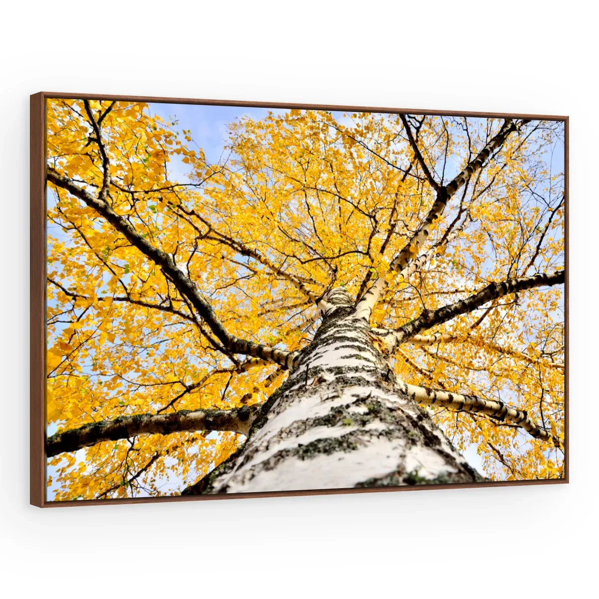 Quadro Decorativo Canvas Bétula Dourada - AF0011