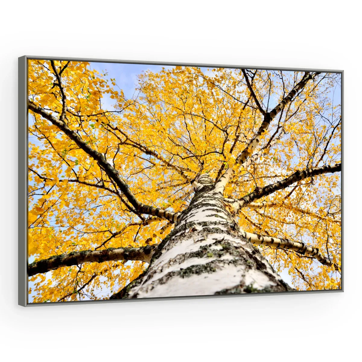 Quadro Decorativo Canvas Bétula Dourada - AF0011