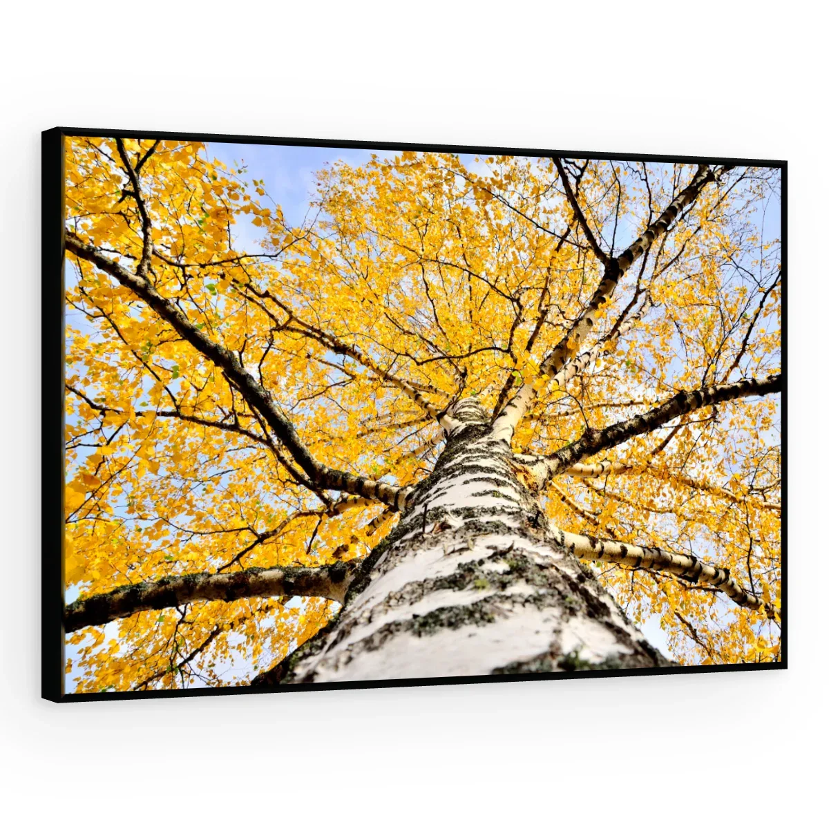 Quadro Decorativo Canvas Bétula Dourada - AF0011
