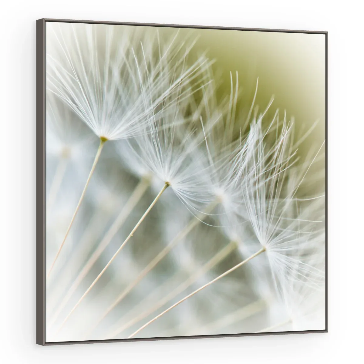 Quadro Decorativo Canvas Sementes Brancas - AF0014