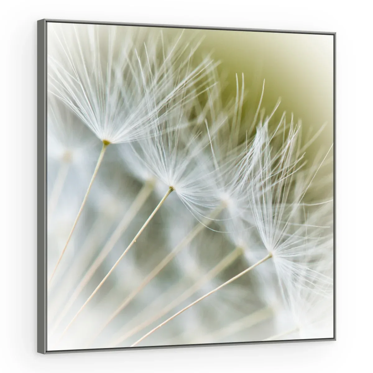 Quadro Decorativo Canvas Sementes Brancas - AF0014