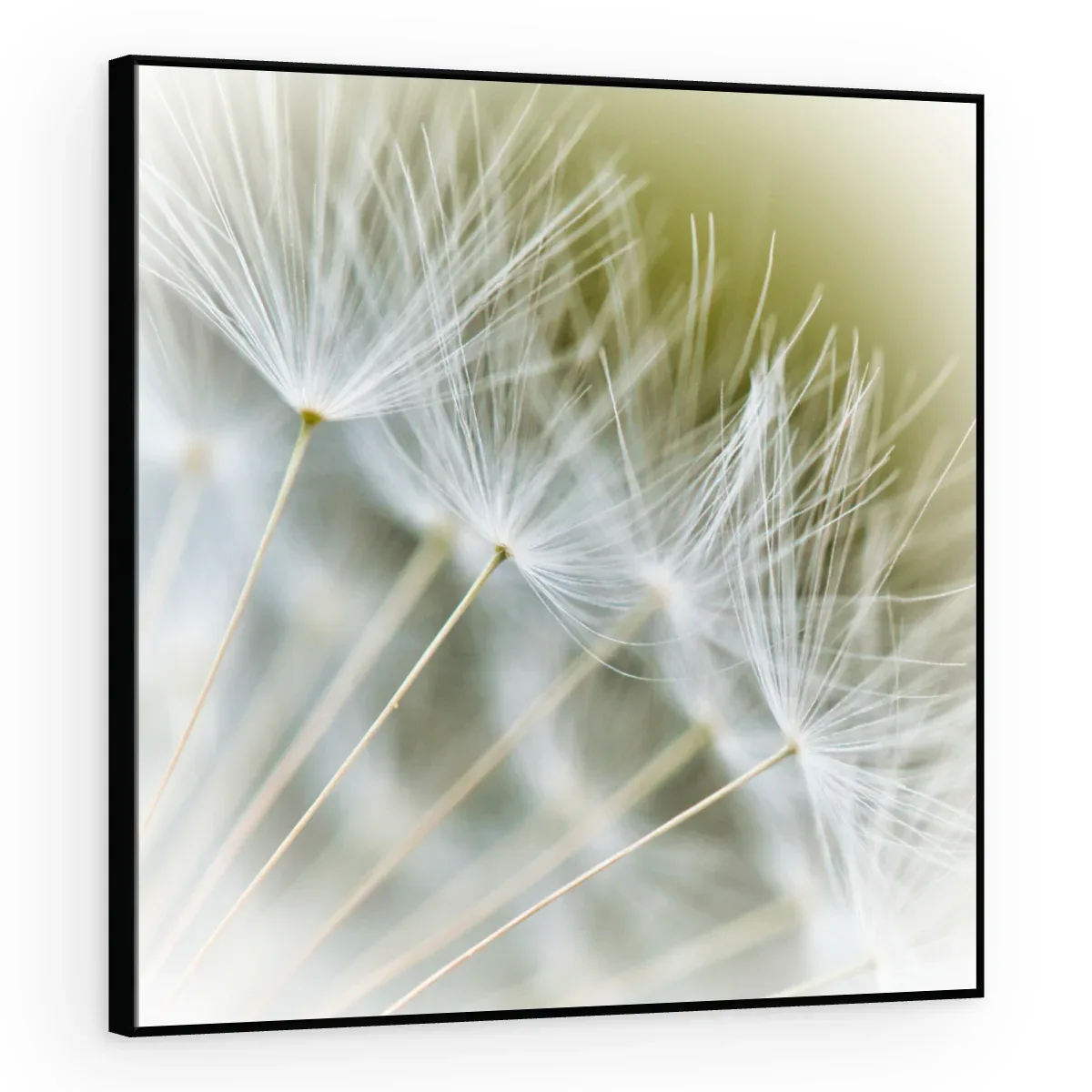 Quadro Decorativo Canvas Sementes Brancas - AF0014