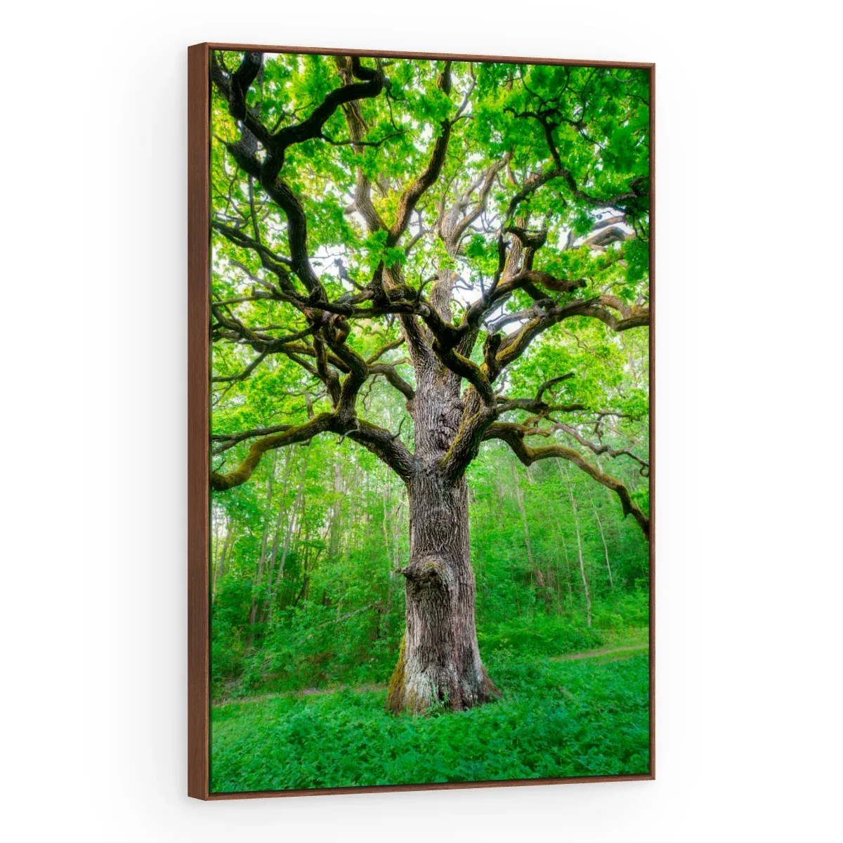Quadro Decorativo Canvas Carvalho Ancestral - AF0015
