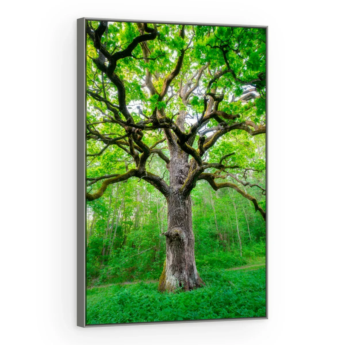 Quadro Decorativo Canvas Carvalho Ancestral - AF0015