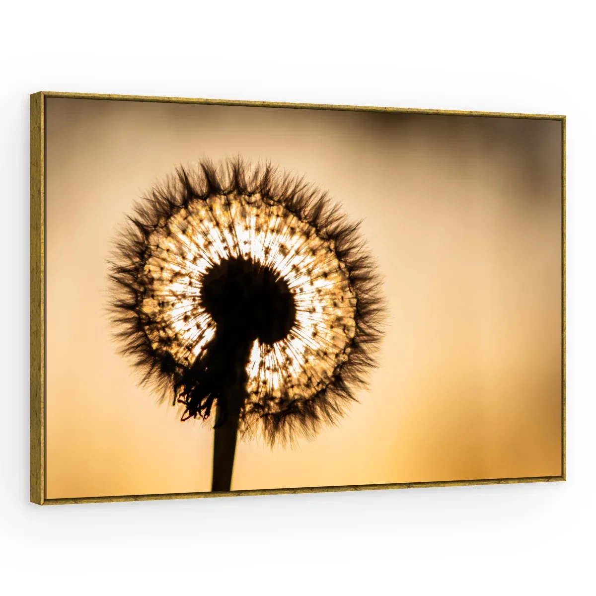 Quadro Decorativo Canvas Flor Contraluz - AF0016