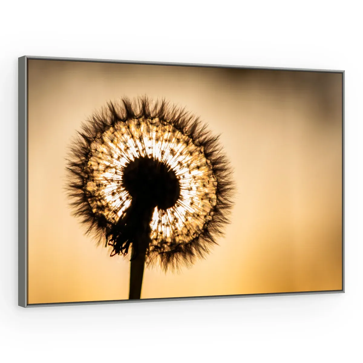 Quadro Decorativo Canvas Flor Contraluz - AF0016