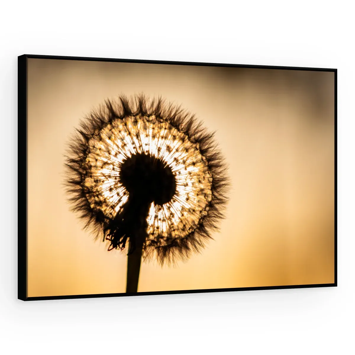 Quadro Decorativo Canvas Flor Contraluz - AF0016