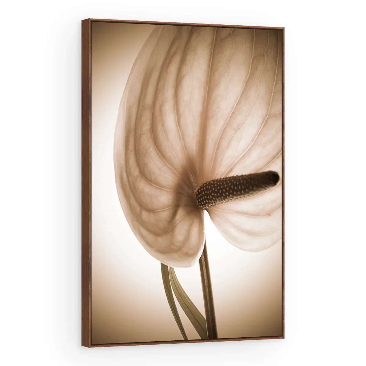 Quadro Decorativo Canvas Antúrio Sépia - AF0018