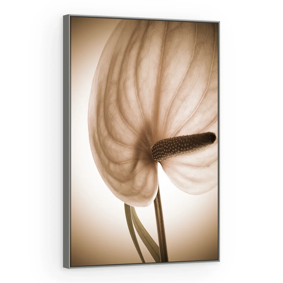 Quadro Decorativo Canvas Antúrio Sépia - AF0018