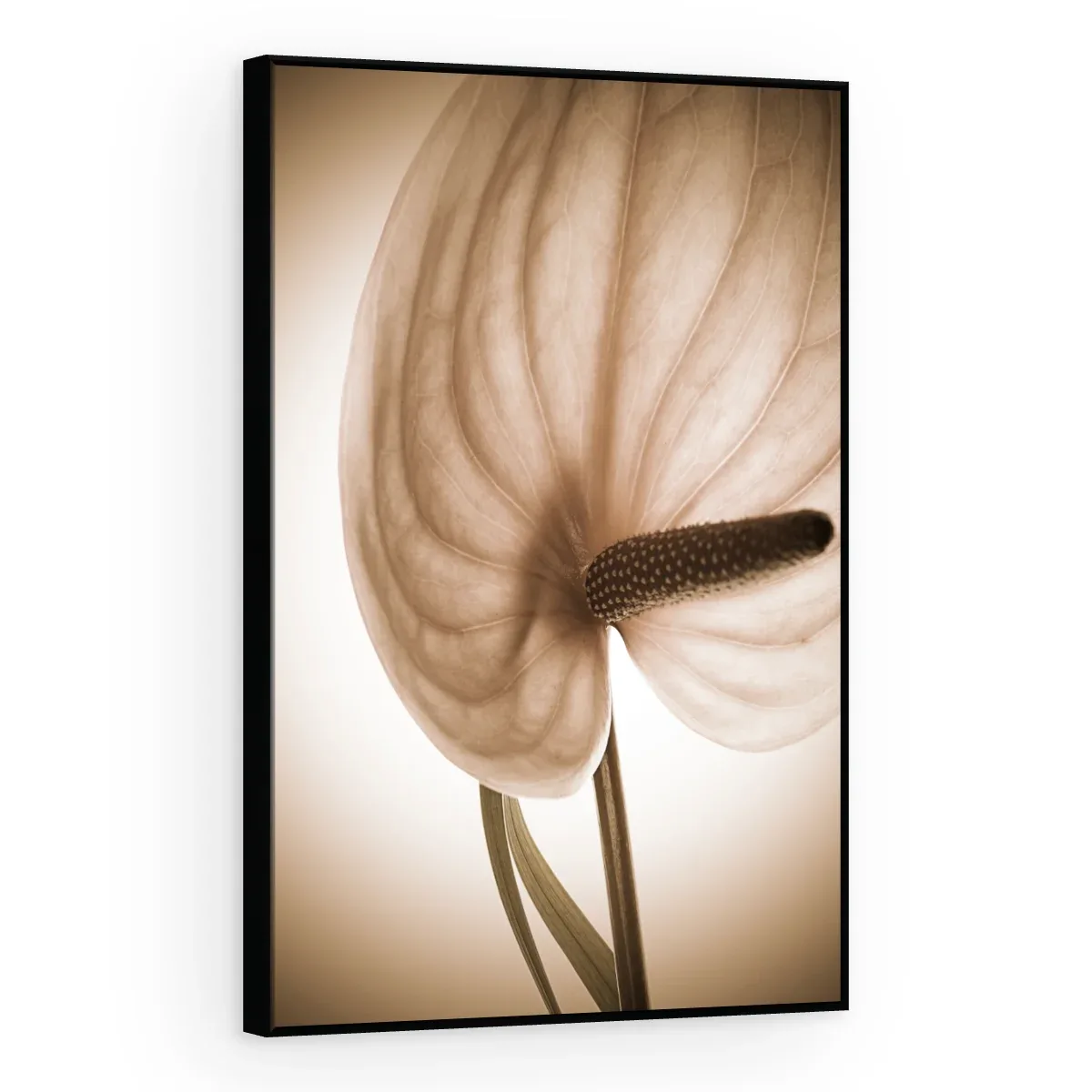 Quadro Decorativo Canvas Antúrio Sépia - AF0018