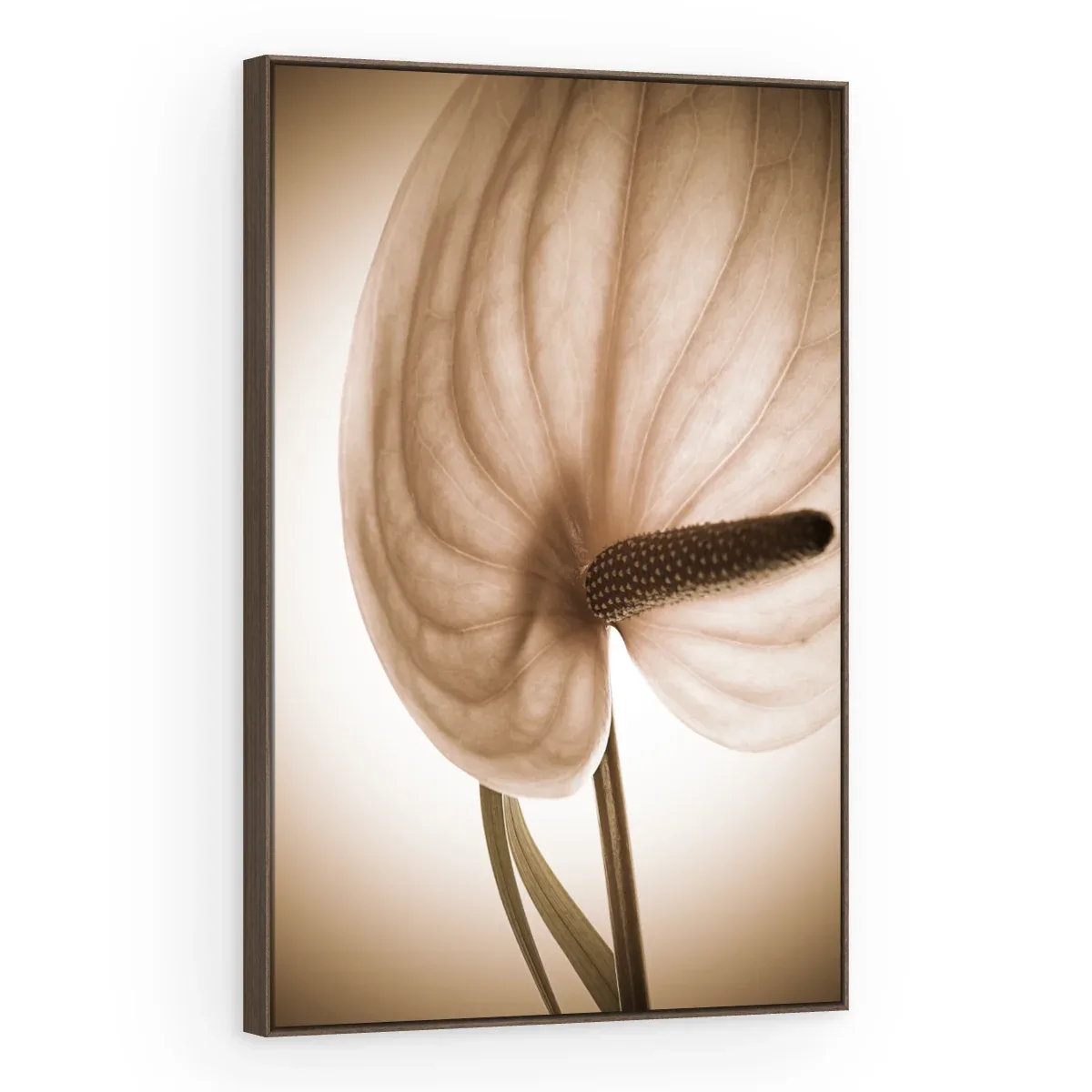 Quadro Decorativo Canvas Antúrio Sépia - AF0018
