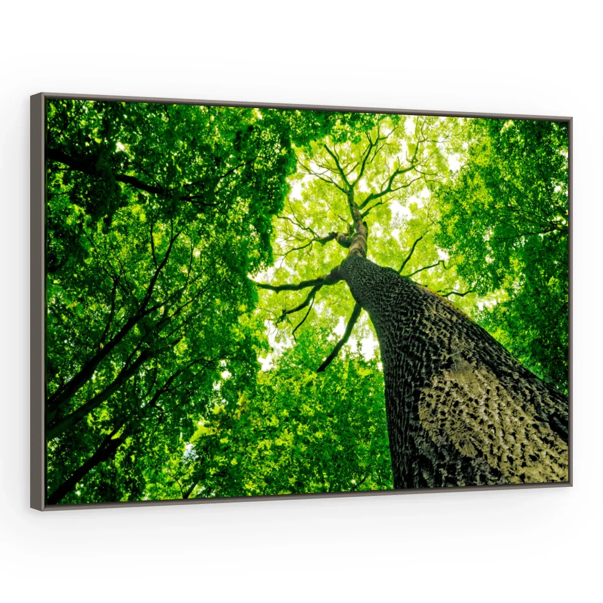 Quadro Decorativo Canvas Copa Verdejante - AF0021