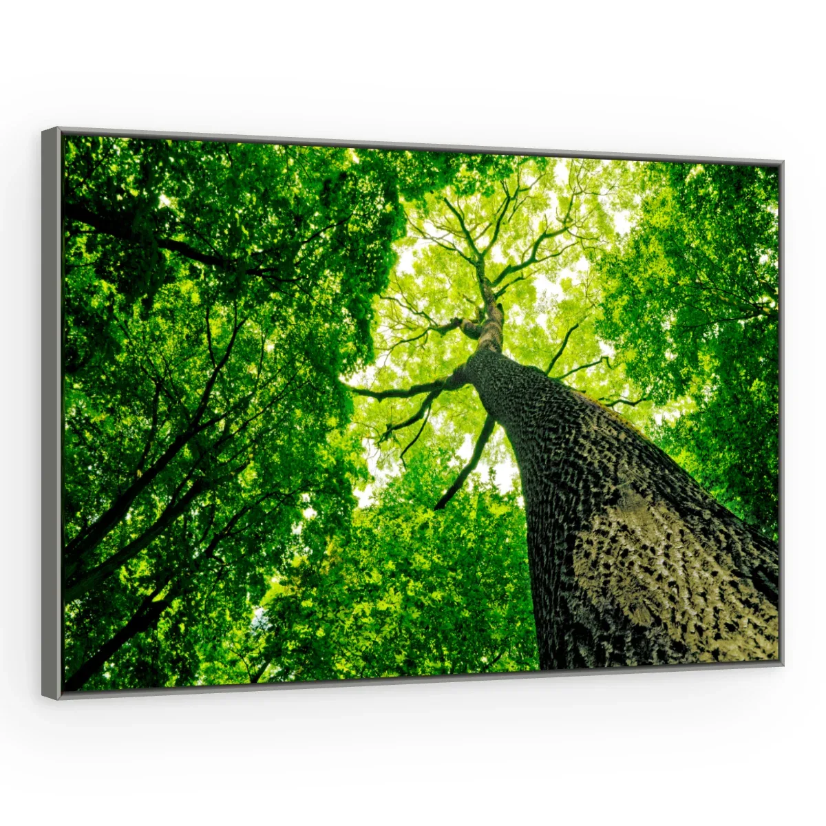 Quadro Decorativo Canvas Copa Verdejante - AF0021