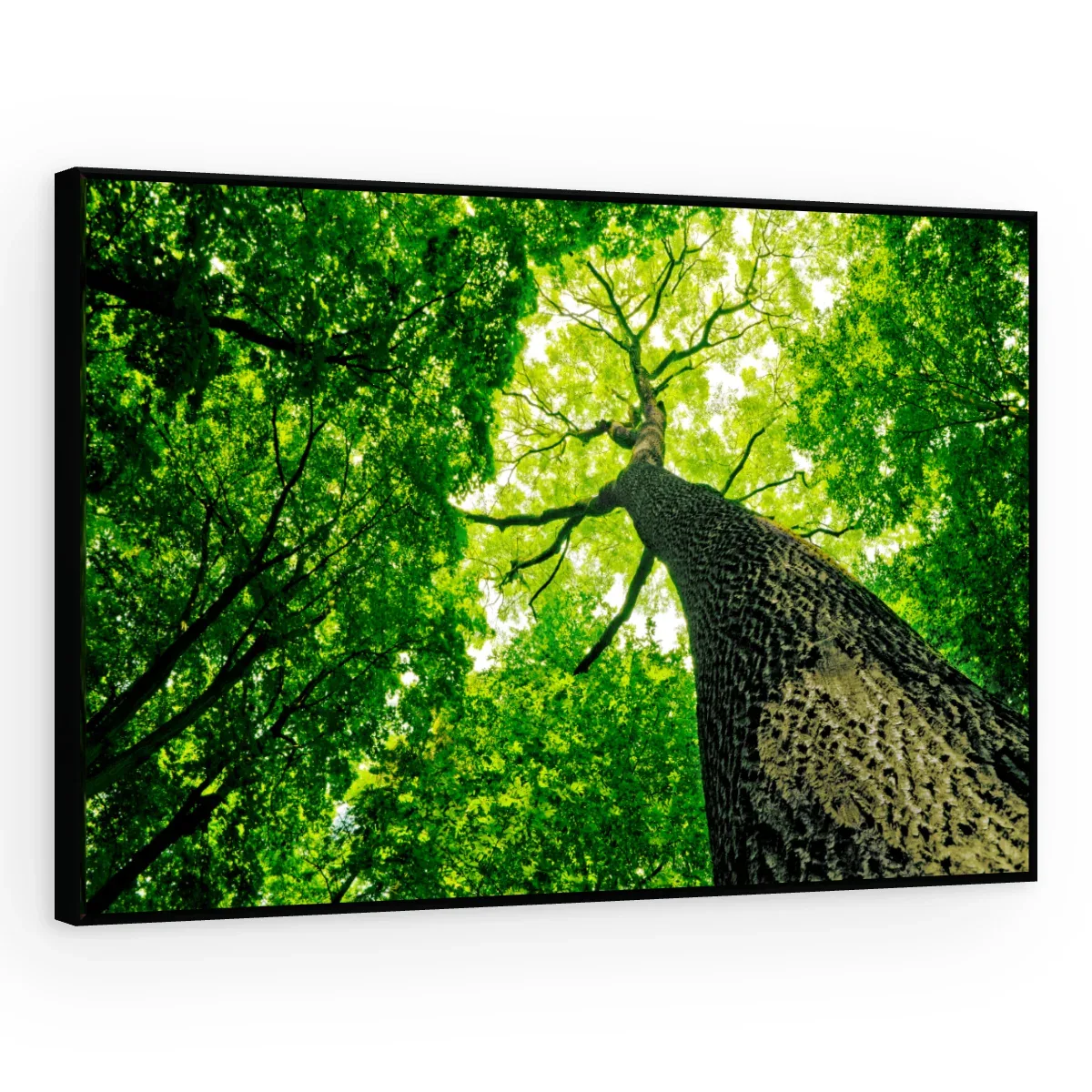Quadro Decorativo Canvas Copa Verdejante - AF0021