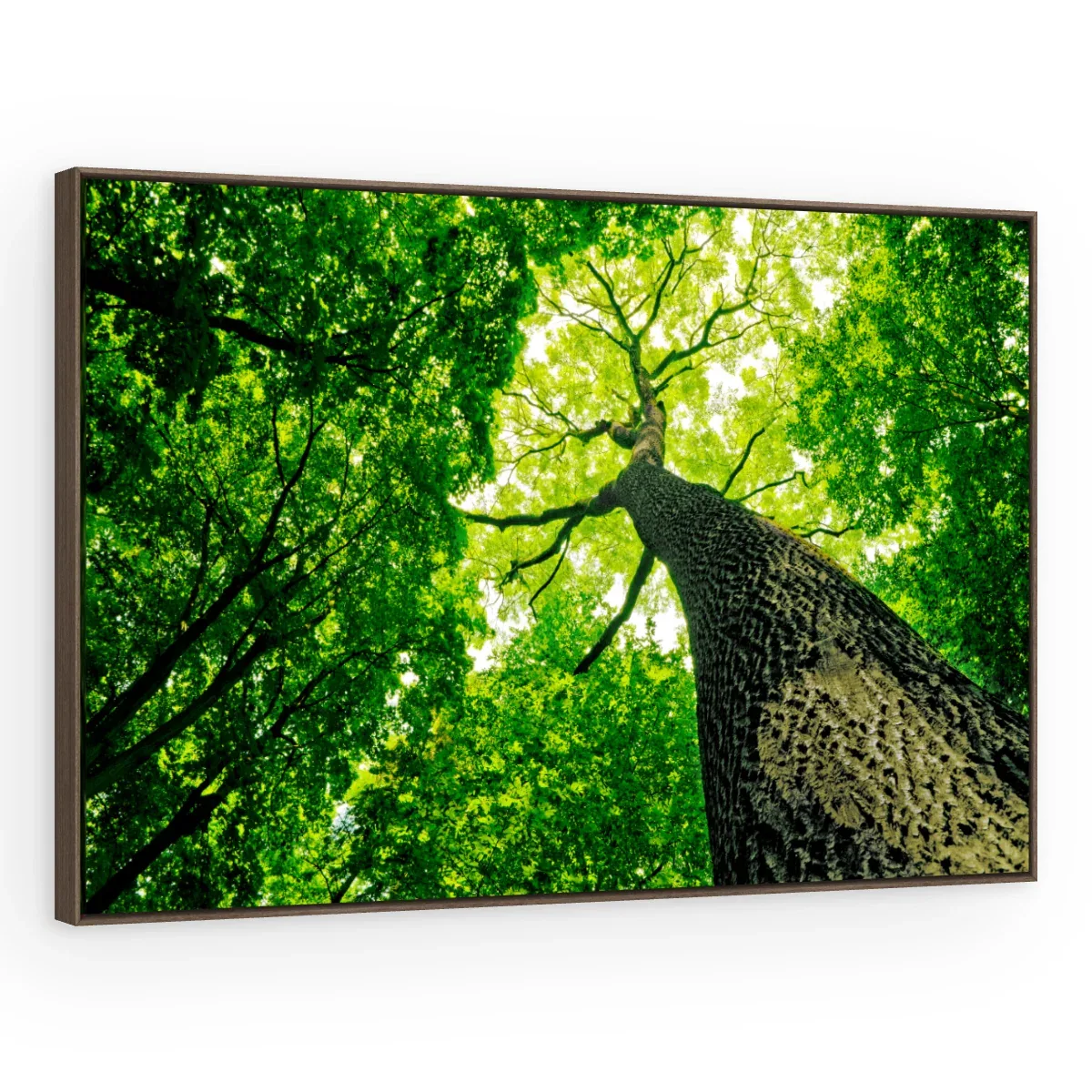 Quadro Decorativo Canvas Copa Verdejante - AF0021