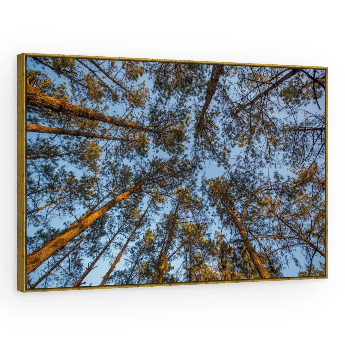 Quadro Decorativo Canvas Pinheiros Altivos - AF0026