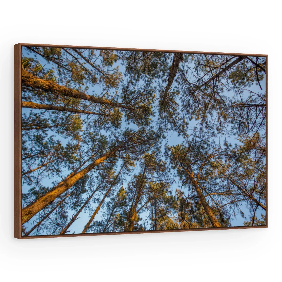 Quadro Decorativo Canvas Pinheiros Altivos - AF0026