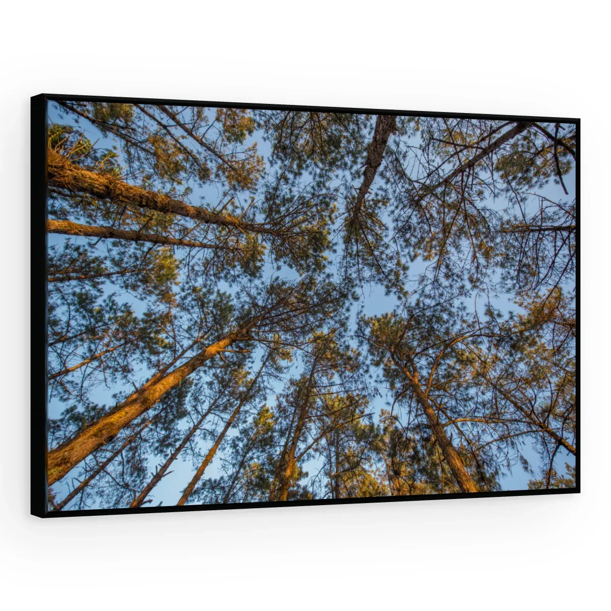 Quadro Decorativo Canvas Pinheiros Altivos - AF0026