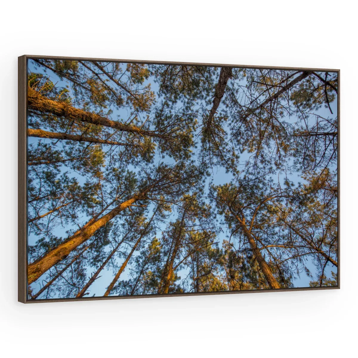 Quadro Decorativo Canvas Pinheiros Altivos - AF0026