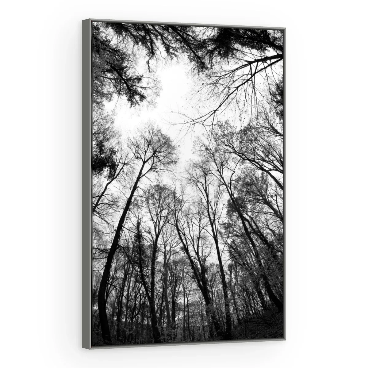 Quadro Decorativo Canvas Floresta Monocromática - AF0027