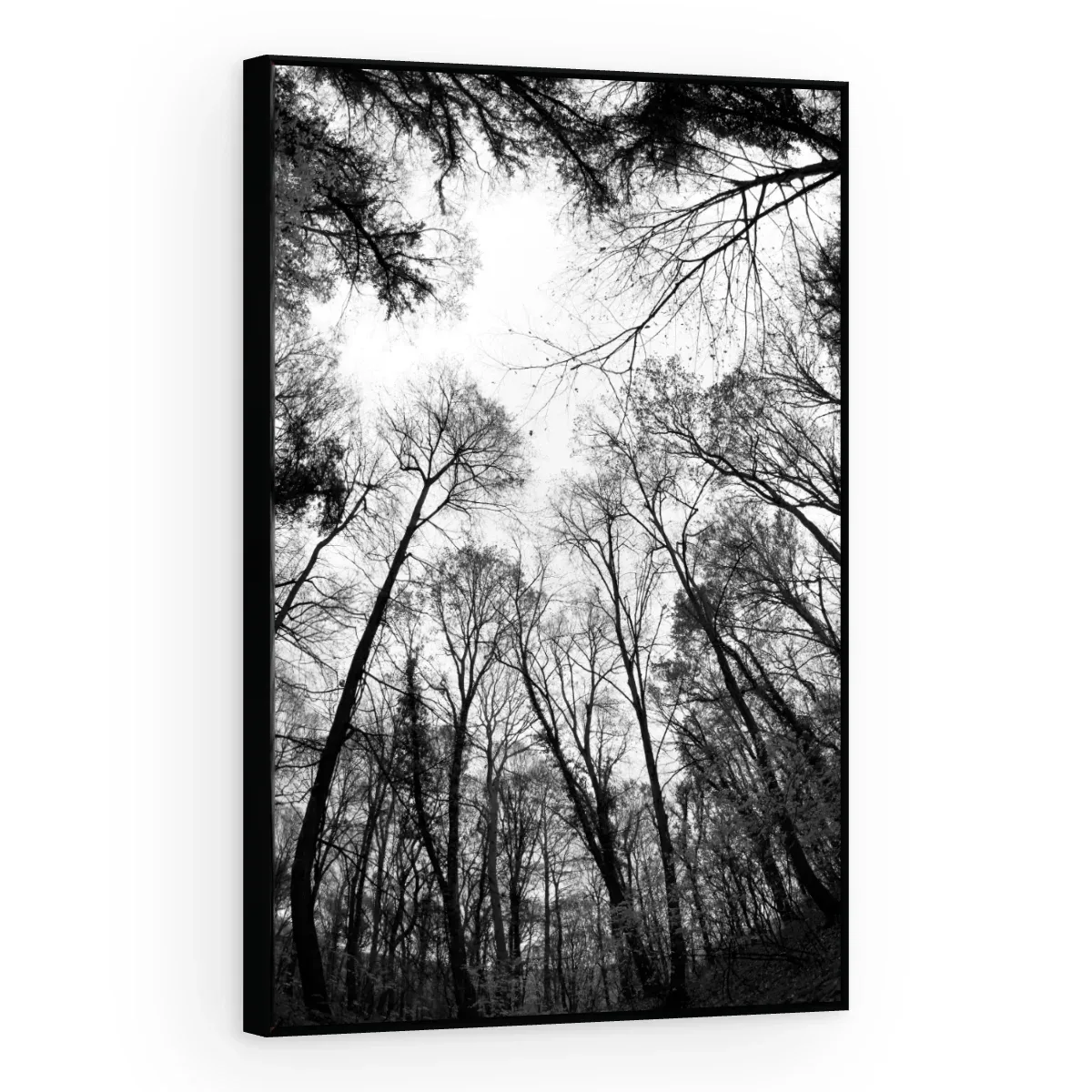 Quadro Decorativo Canvas Floresta Monocromática - AF0027