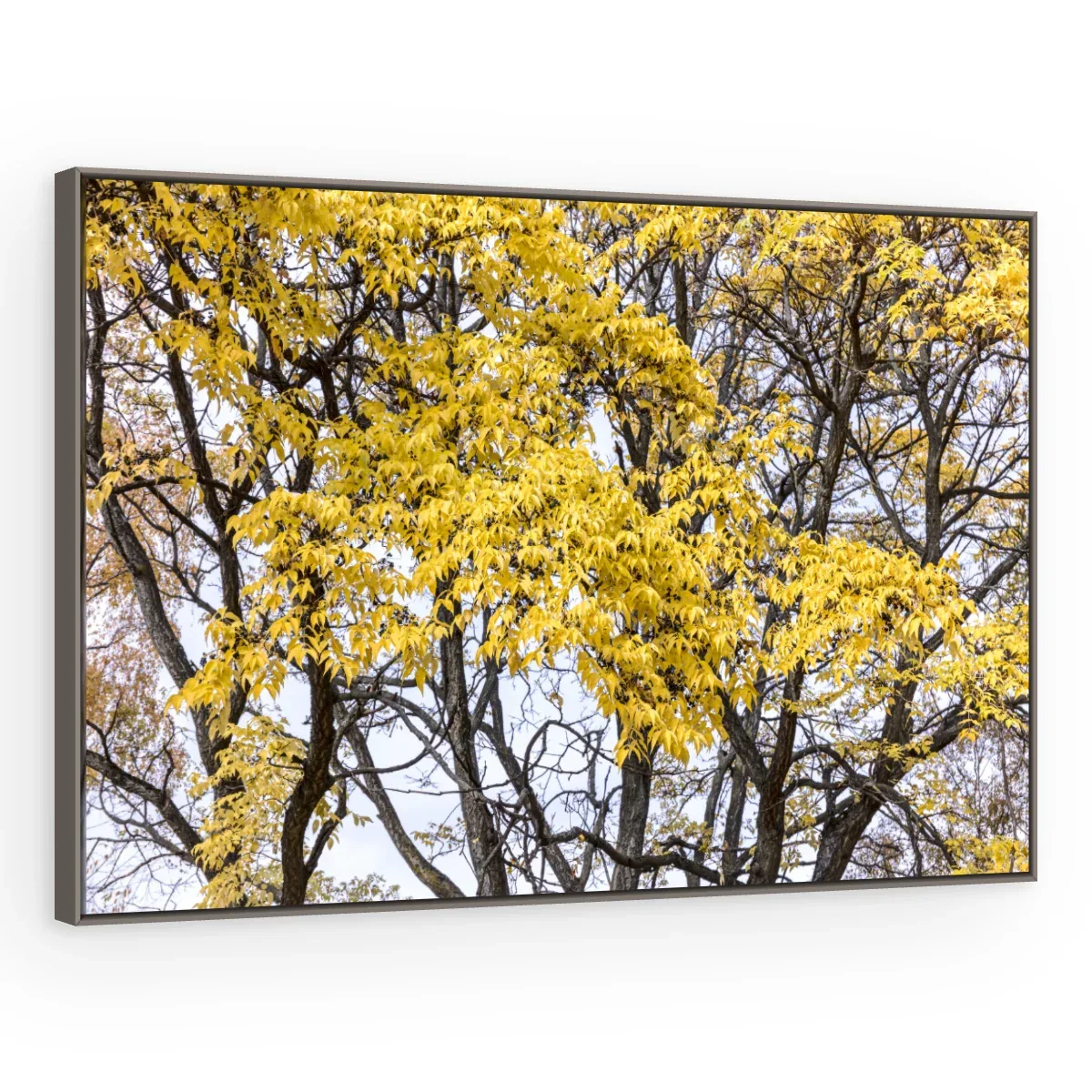 Quadro Decorativo Canvas Ipê Amarelo - AF0079