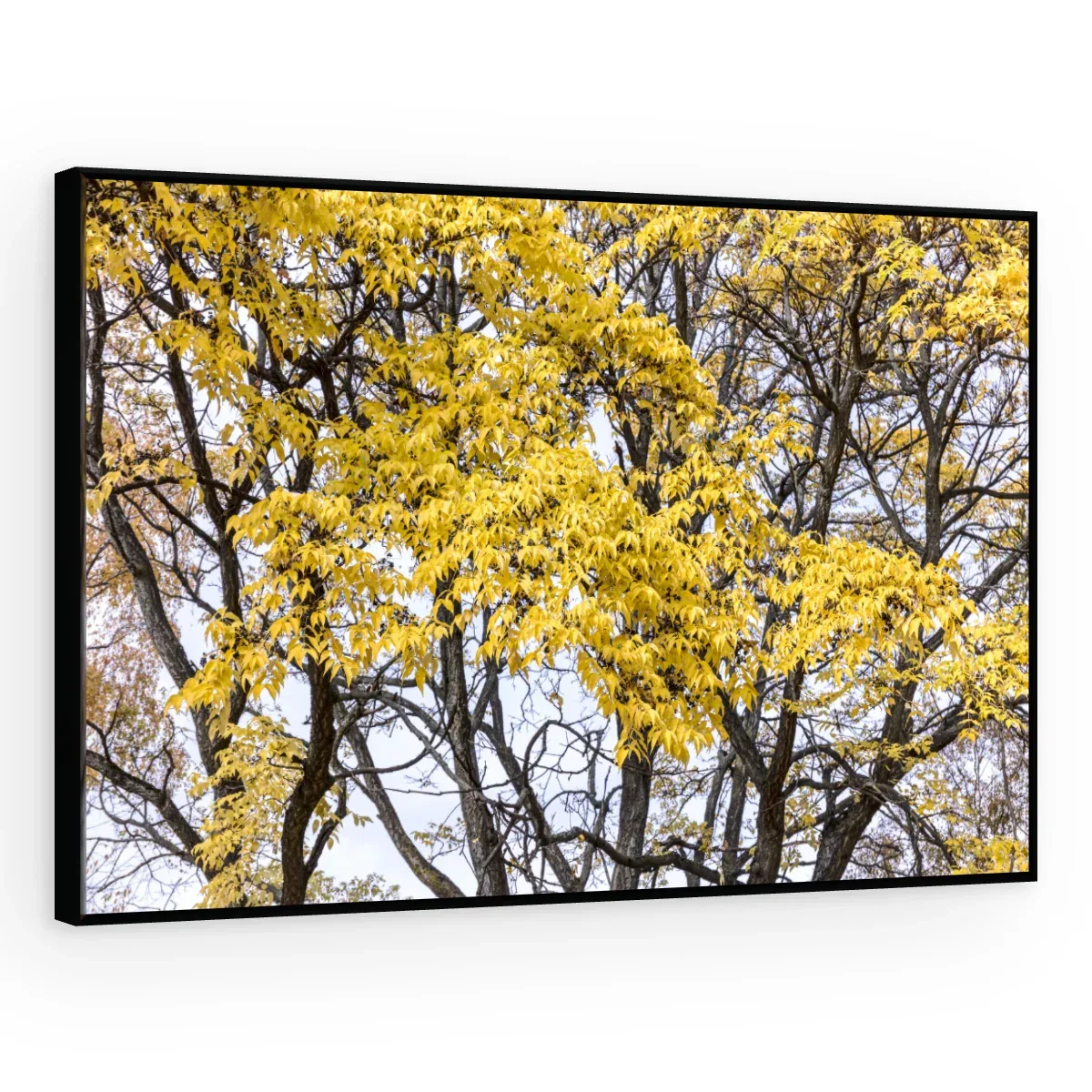Quadro Decorativo Canvas Ipê Amarelo - AF0079