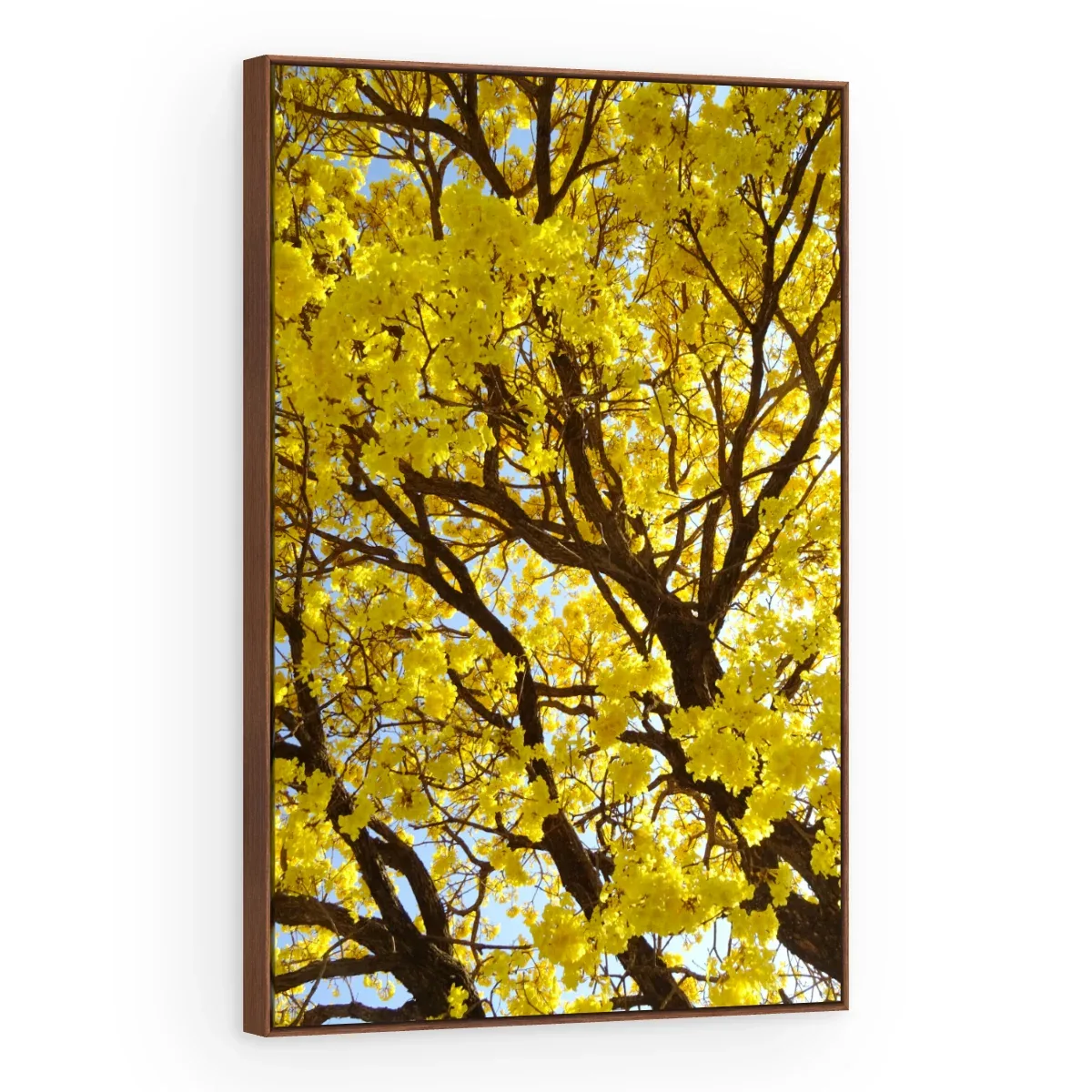 Quadro Decorativo Canvas Ipê Dourado - AF0080