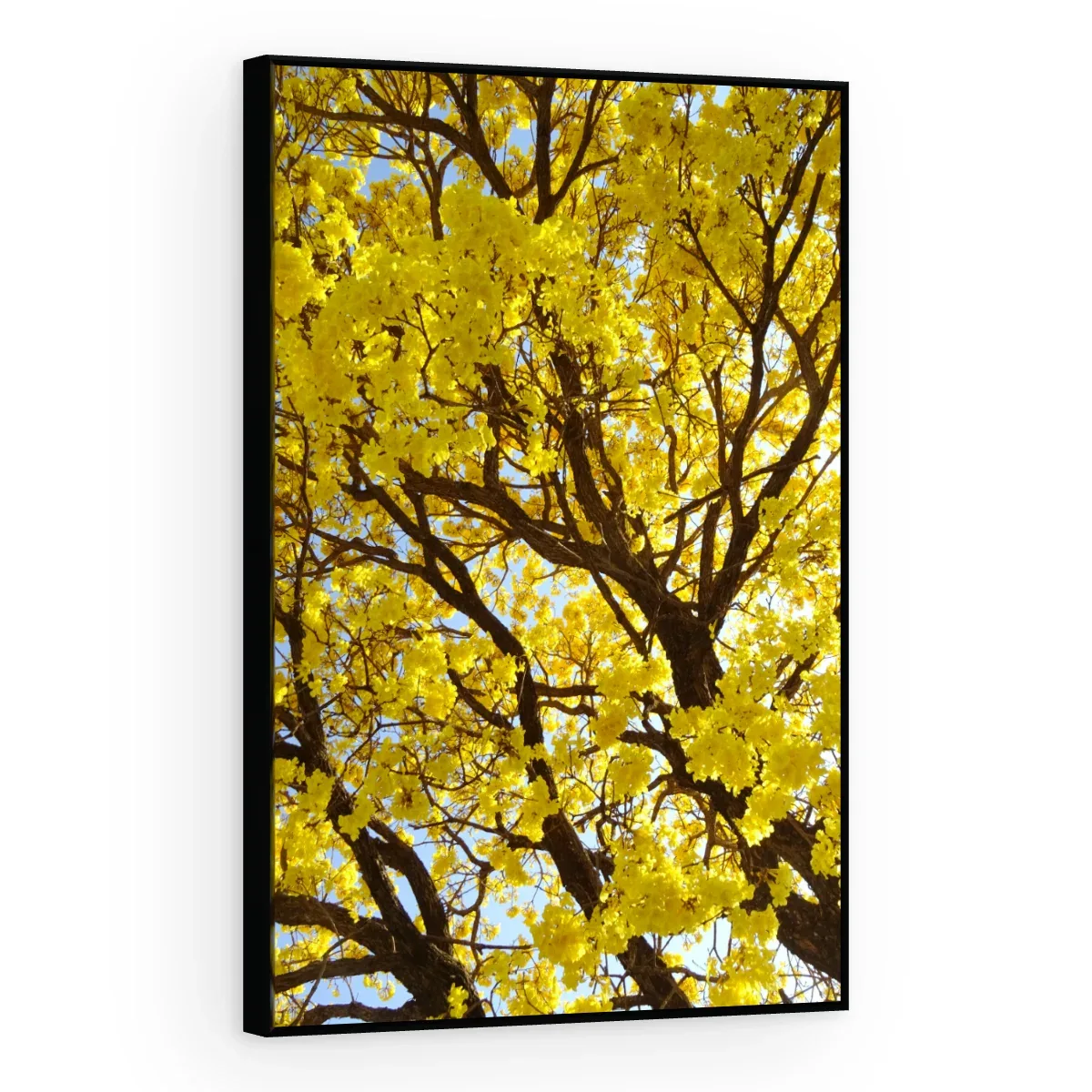 Quadro Decorativo Canvas Ipê Dourado - AF0080
