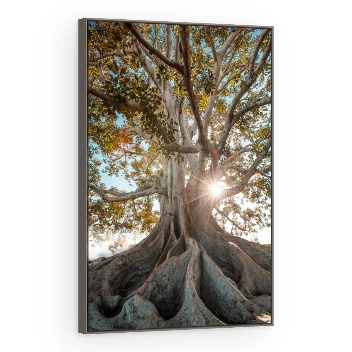 Quadro Decorativo Canvas Figueira Centenária - AF0082