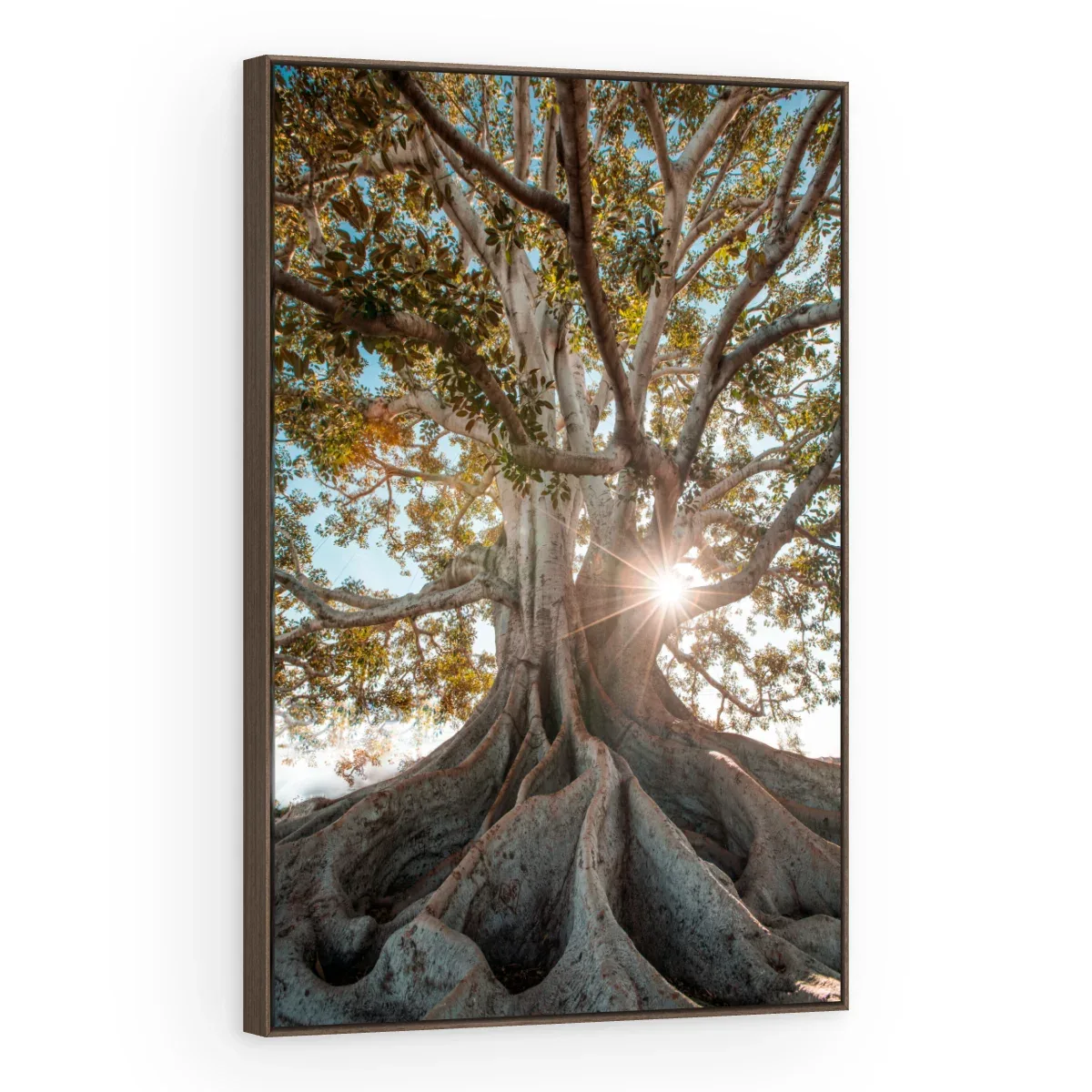 Quadro Decorativo Canvas Figueira Centenária - AF0082