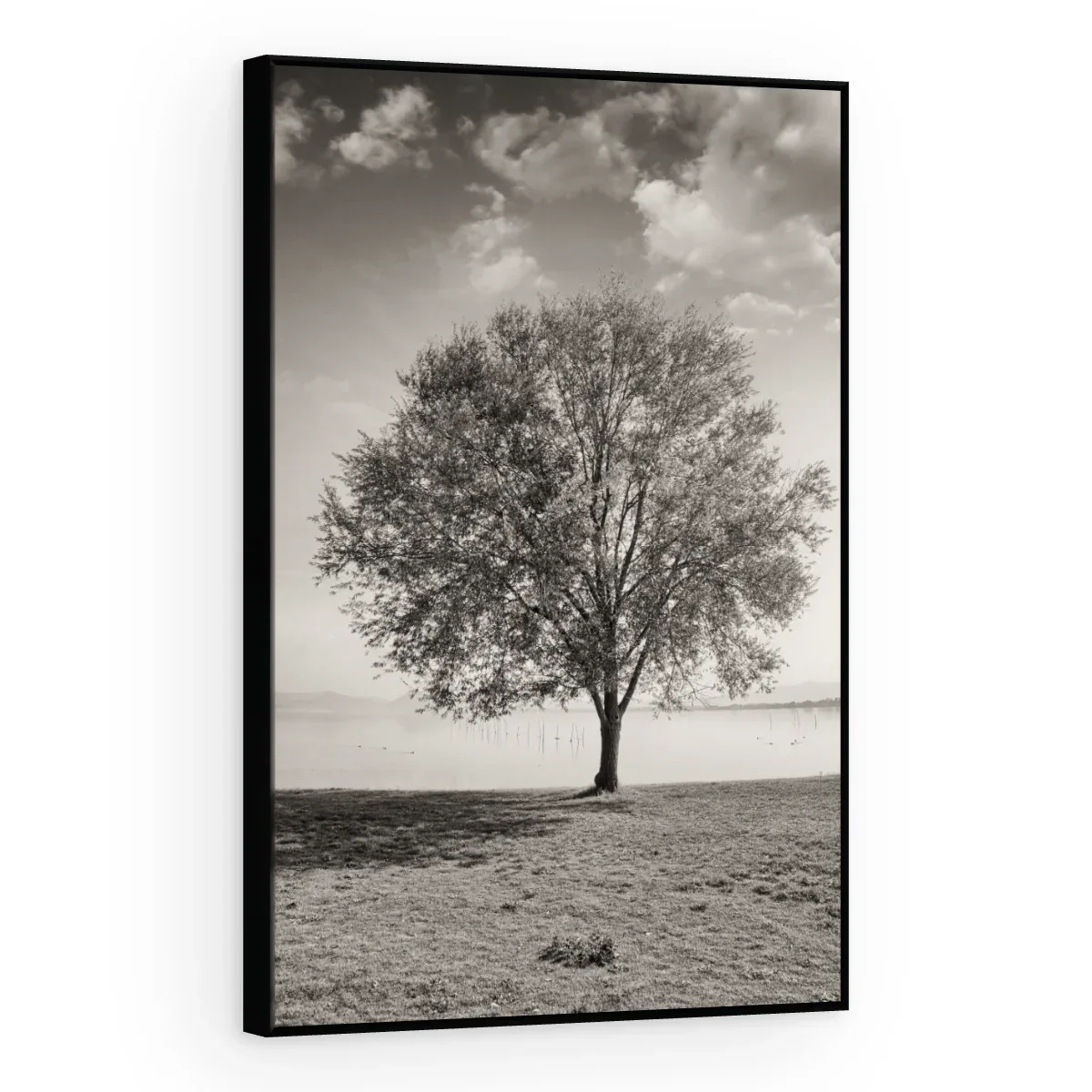 Quadro Decorativo Canvas Árvore Solitária - AF0083