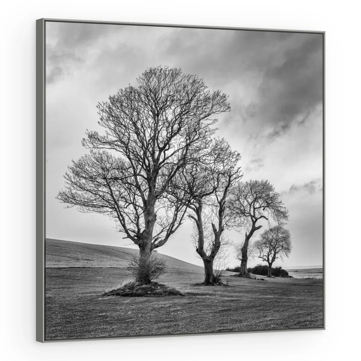 Quadro Decorativo Canvas Árvores Dramáticas - AF0086